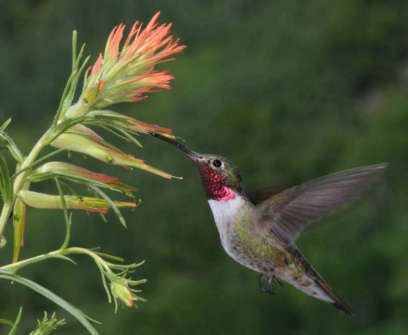 A hummingbird hovers near a flower