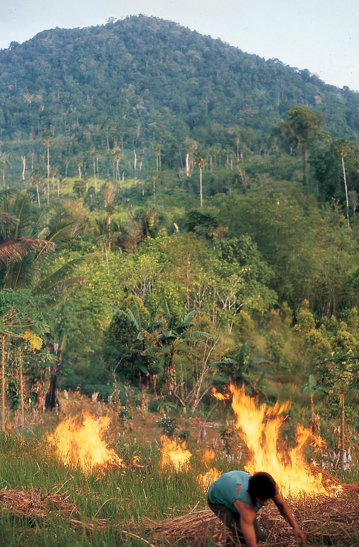 slash and burn deforestion
