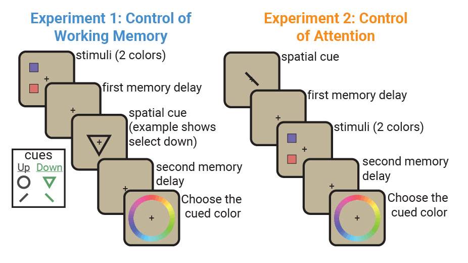 2 stacks for squares: Experiment 1: Control of Working Memory. Stimuli, first memory delay, spacial cue (example shows select down), second memory delay, choose cued color. legend: cues up = circle and dash angled up, down. Experiment 2: Control of Attention: spacial cue, first memory delay, stimuli (2colors), second memory delay, choose the cued color