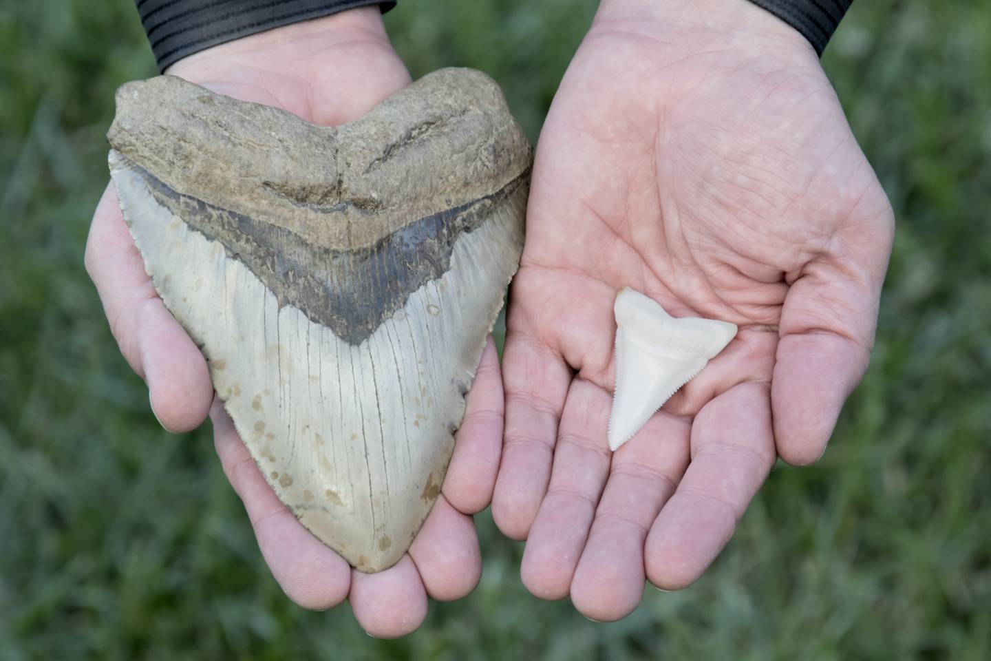 Megalodon tooth on the left compared with a great white shark tooth on the right