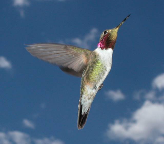 A male broad-tailed hummingbird flies upward