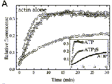 S14C-actin