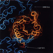 P:A Buried Surface Area