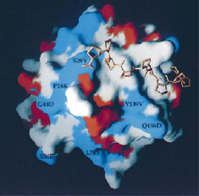 Human Profilin