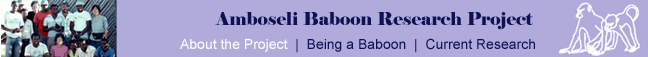 Amboseli Baboon Research Project