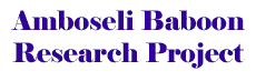 Amboseli Baboon Research Project