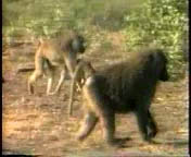 Who starts the group moving