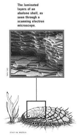 Top: Cross-section of abalone shell; Bottom: Abalone in nature