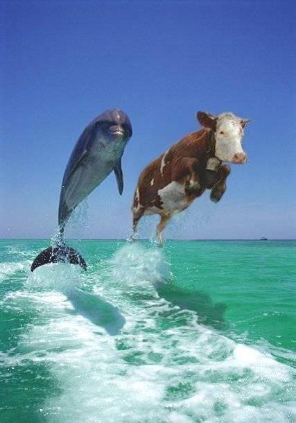 [Image: dolphins.jpg]