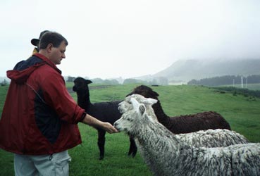 Rich feeds alpaca