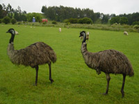 Emus