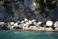 Seals sunbathing on the rocks in the bay