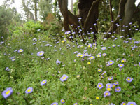 Flowers in Christchurch Botanical Gardens
