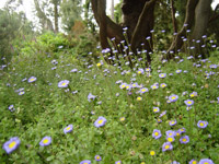 Flowers in Christchurch Botanical Gardens