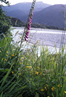 Drive Arthur's Pass to Fox Glacier