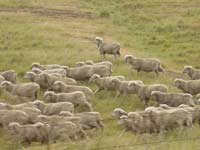 Sheep while driving north from Christchurch