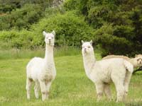 Driving north from Christchurch