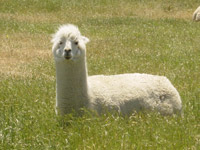 alpaca
