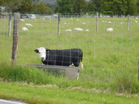 Drive Greymouth to Arthur's Pass