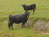 Drive Hokianga to Pukenui 1