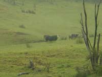 Drive Hokianga to Pukenui 2
