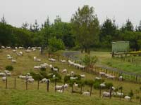 Drive Hokianga to Pukenui 3