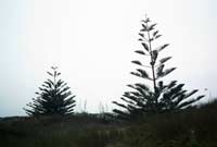 Drive Pukenui to Ninety Mile Beach