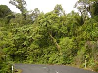 Drive through the Kaiha Forest