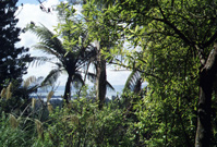 Driving to the Redwood Forest 