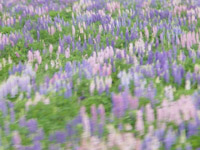 Beautiful Lupins