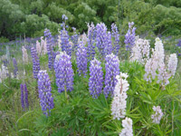 Beautiful Lupins