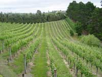Waiheke Island Vinyard Tour