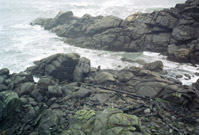 Westport Seal Colony 