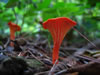 Best Nature Shot - VA71 Shenandoah National Park