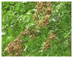 Cicada damage