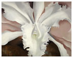 Narcissa’s Last Orchid