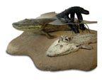 A reproduction