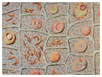 art of science