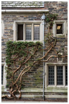 Espalier