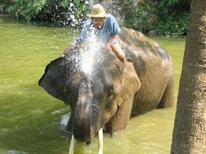 A man rides an elephant spouting water