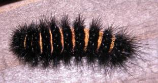 LEAD Technologies Inc. V1.01