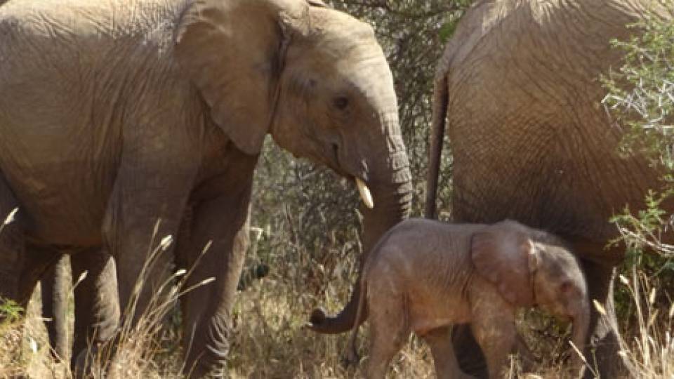 Photos from the Mpala Research Centre elephant family
