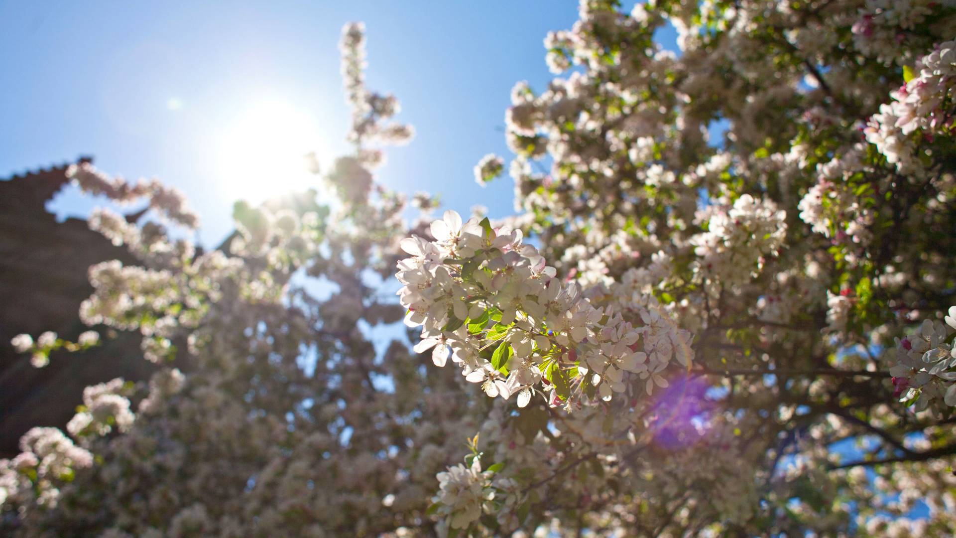 light through flowers on trees on campus in spring
