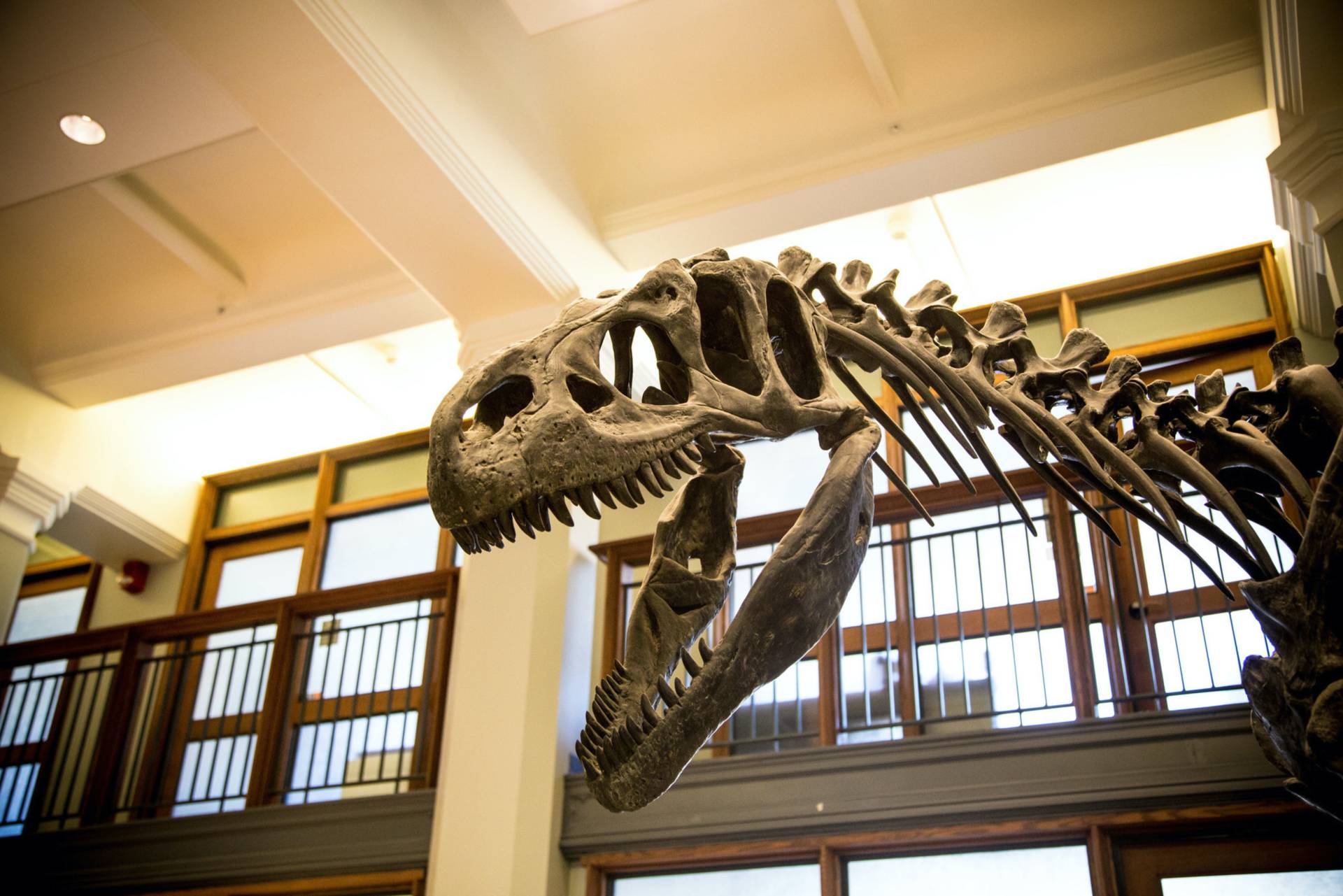 Dinosaur skeleton in Guyot Hall