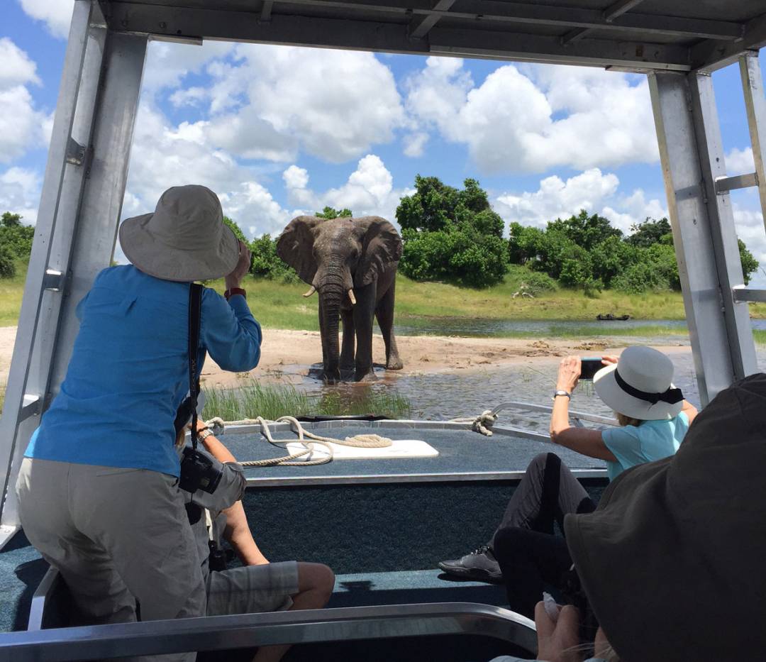 Princeton alumni photograph an elephant from a boat in Africa