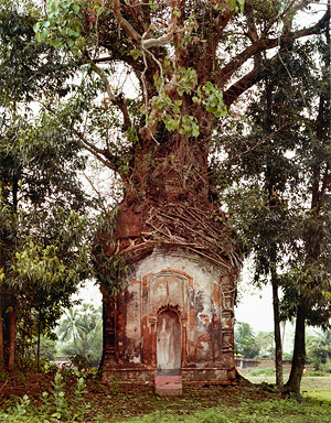 Banyan tree on shrine