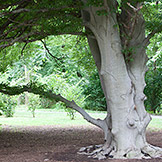 Trees european beech