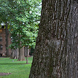 Trees american beech