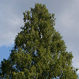 Trees dawn redwood