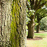 Trees red oak